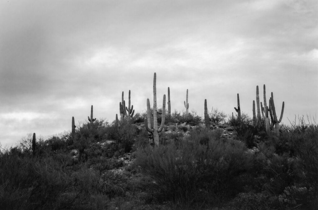 Cacti and cloudy sky in black and white