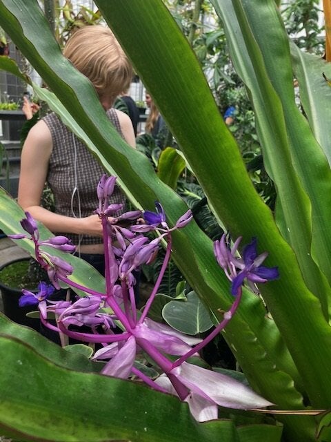image of a purple flower and a student behind it