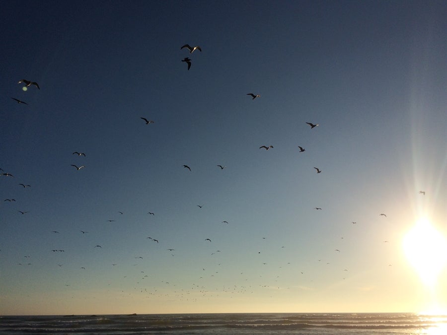 Photo of beach, blue sky, sunshine & seagulls