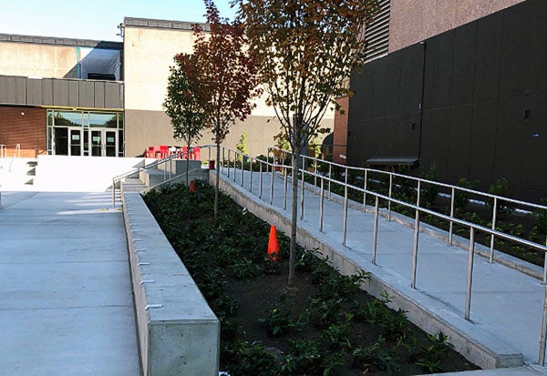 trees and low plants are in a garden between two concrete walkways