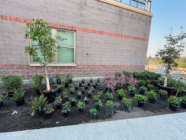 plants in pots sit on top of soil in front of a brick building