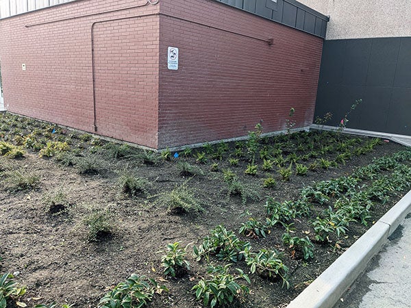 small plants are enclosed by a concrete curb next to a brick wall