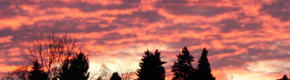 Pink and purple sunset with tree outline