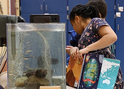 A student attend to the salmon in the school fish tank.