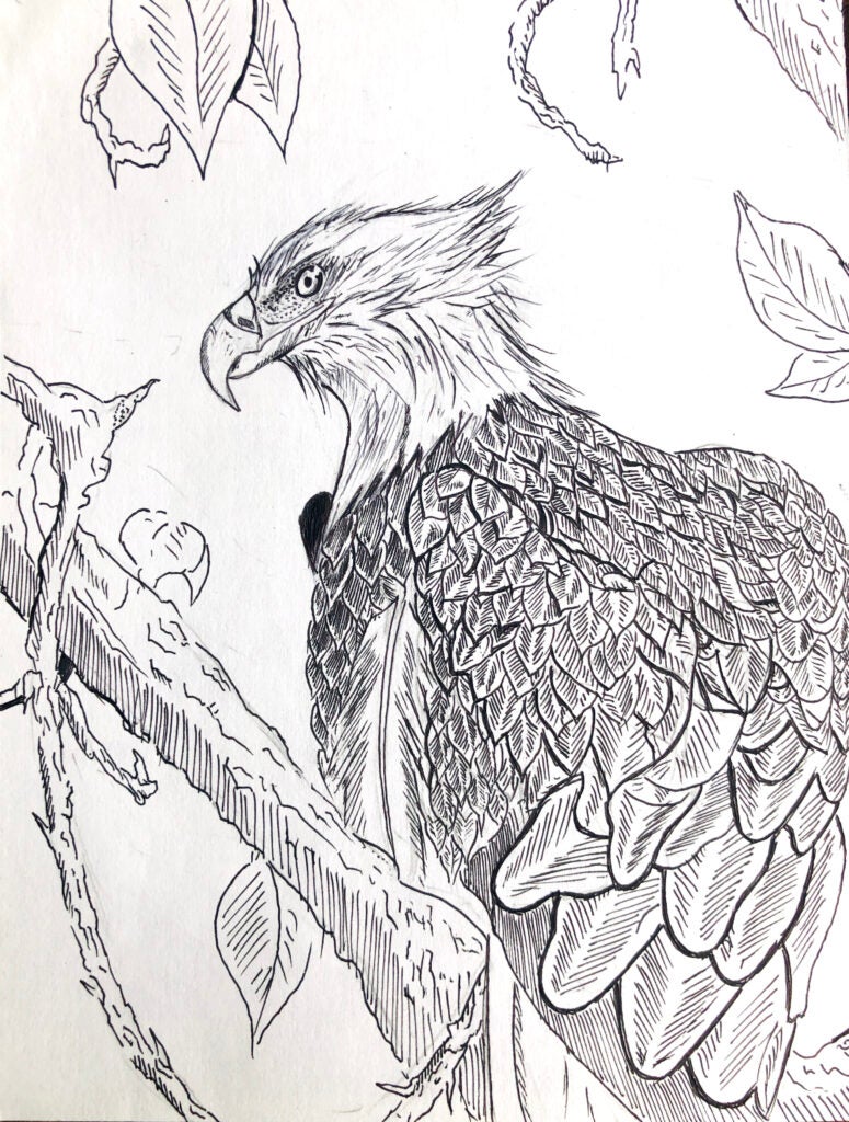 Guanlin Li, 11th Grade, "Scientific Illustrations: Bald Eagle"
