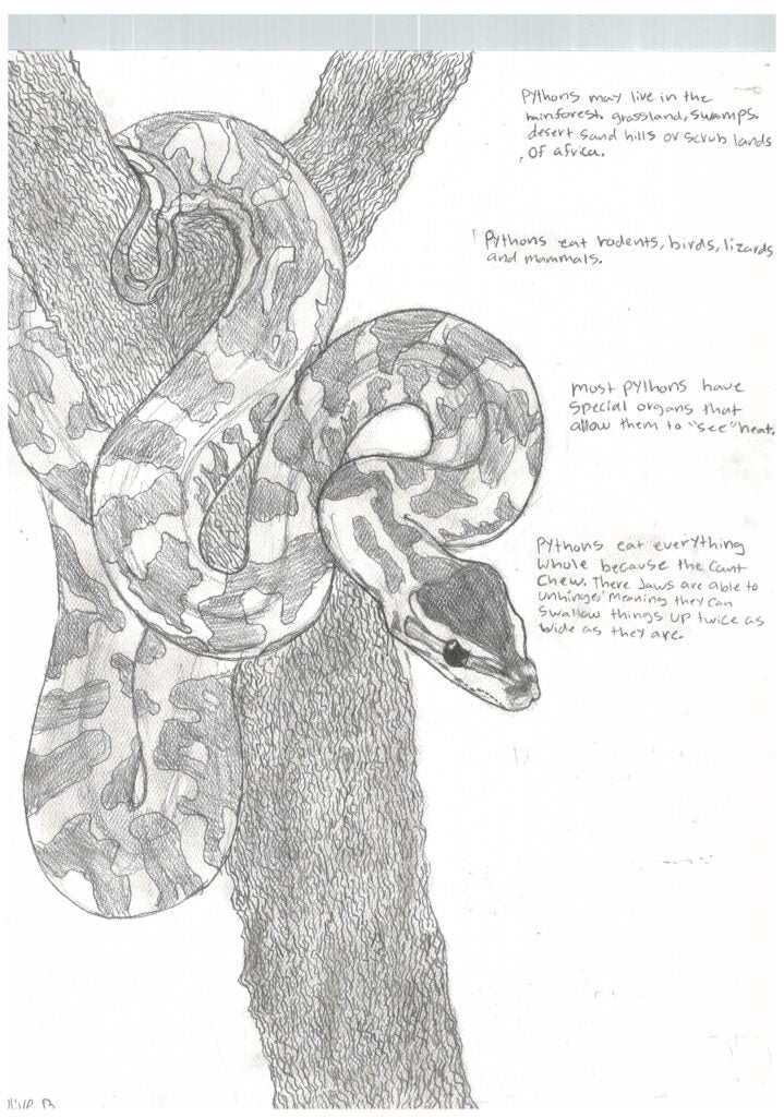 Olive Bloom, 7th Grade, "Python", Drawing
