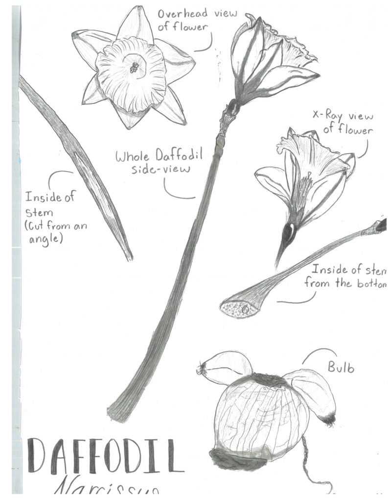 Cameron M., 8th grade, "Daffodil", Drawing