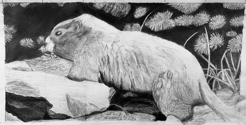 John Chinn, 11th Grade, "Marmot of Rainier"