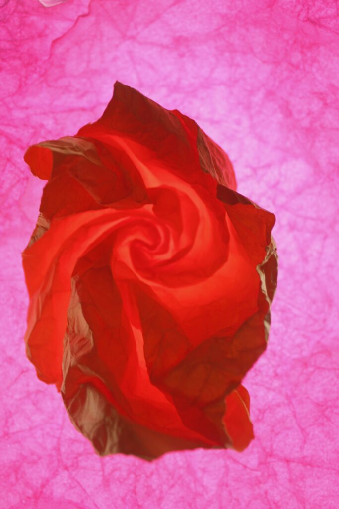 Cameron M., 10th Grade, "Study of a Phantom Bloom"