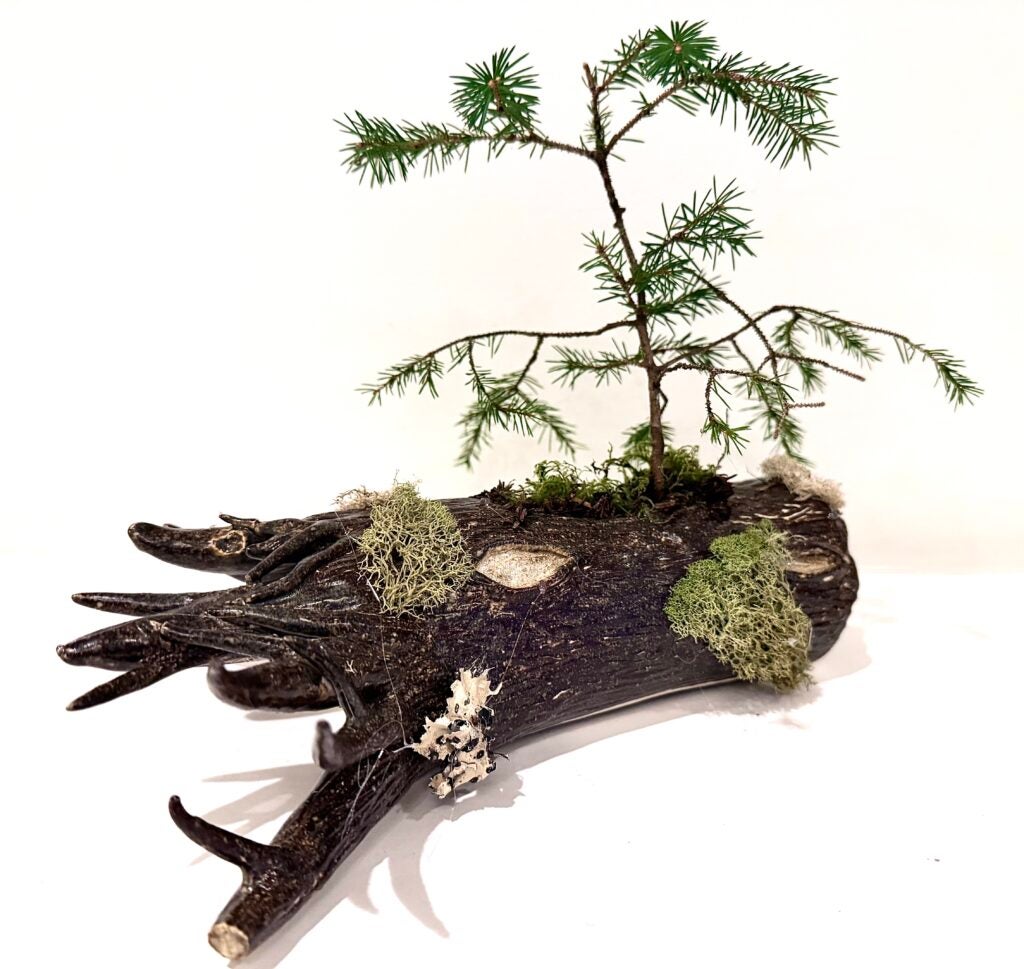 Hazel Smith, 12th Grade, "Symbiosis"