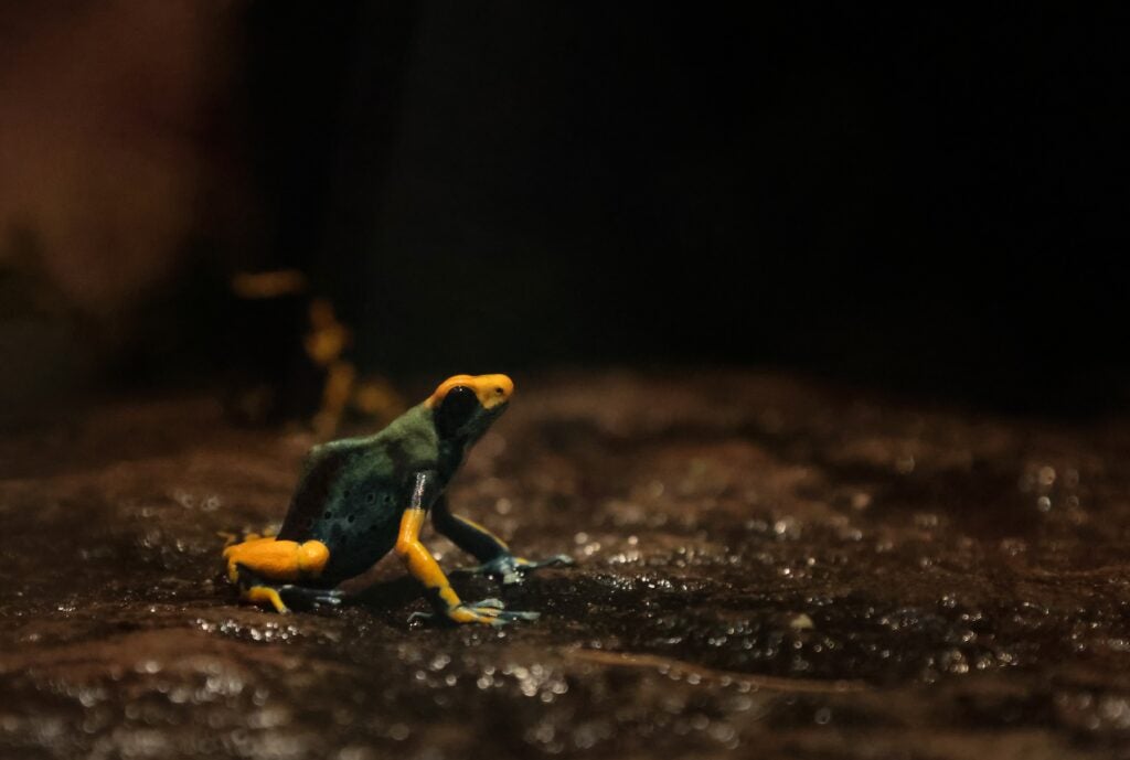 Jaydn Sandstrom, 12th grade, "Thinking Frog"