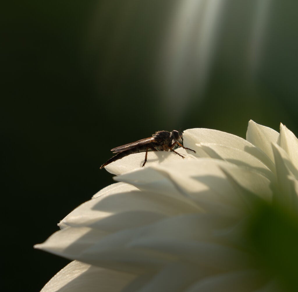 Devin Nim, 12th Grade, "Zoom!"