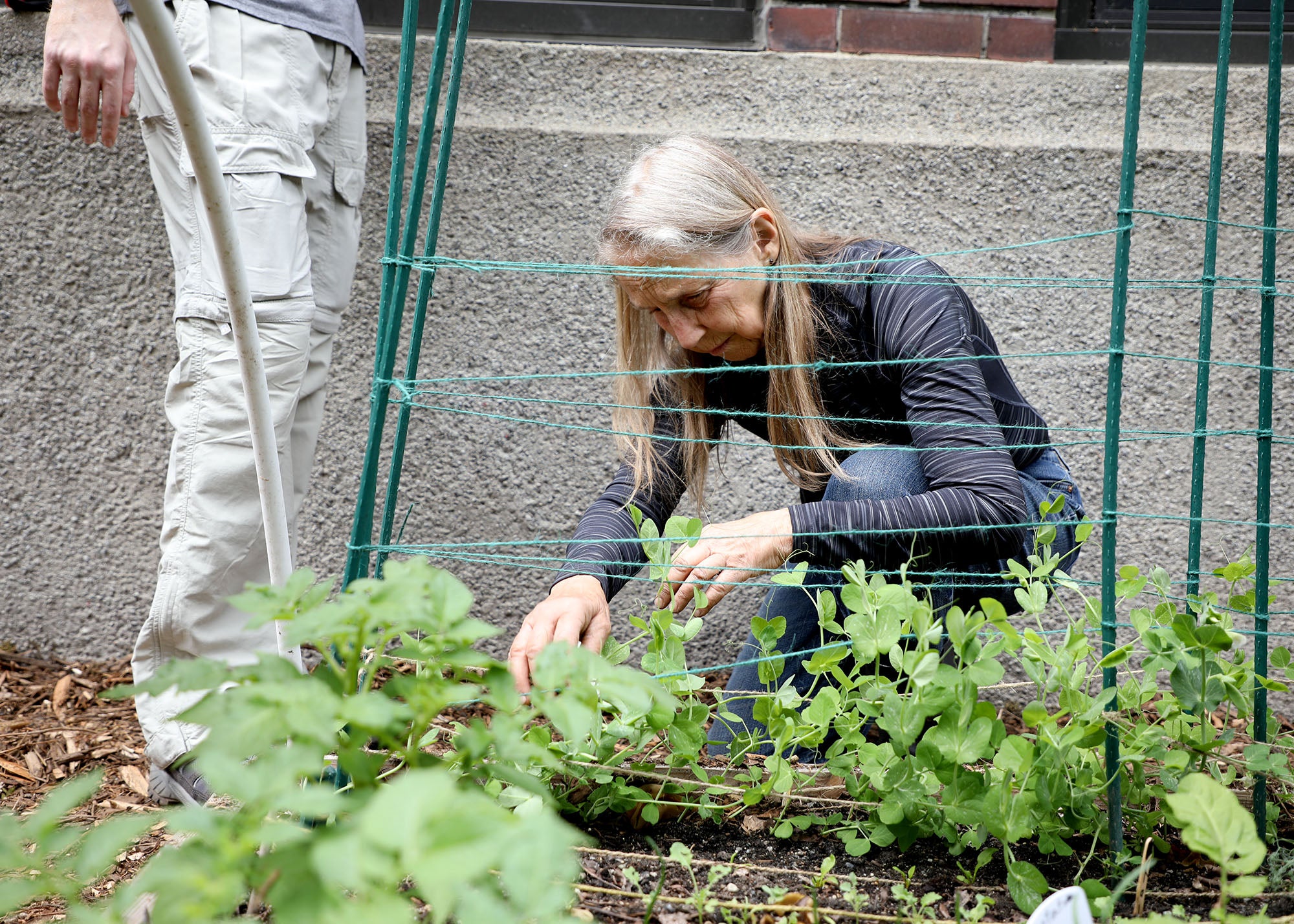Volunteer Enhancement Projects Cascade PP Garden Plants