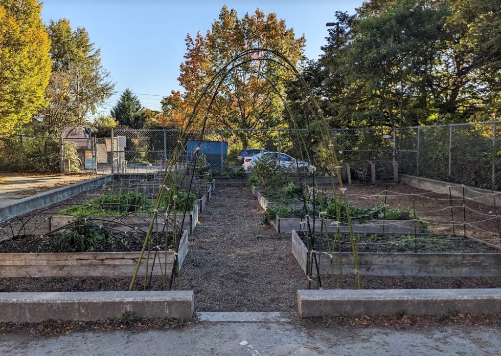 Garden beds at B.F. Day