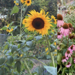 Fresh outdoor flower collage.