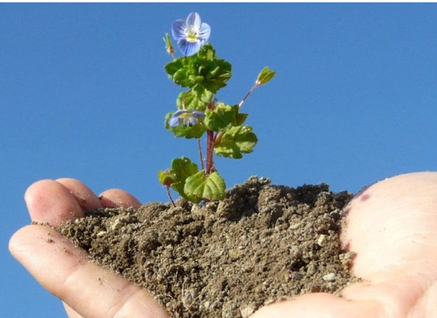 Courage to Grow Scholarship image of plant growing from a hand