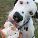 dog eating an ice cream cone