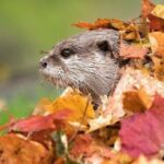 An otter's head looking out from a pile of autumn leaves.