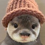 An otter wearing a knit beanie hat.