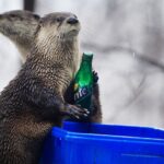Two otters, front otter holds a glass bottle over a blue recycle bin.