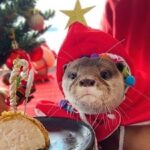 otter in holiday clothing with a snowy background