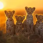four-inquisitive-young-leopard-cubs-lookout-sunset-serengeti-africa-pride-leopards-leopard-cubs-sunset