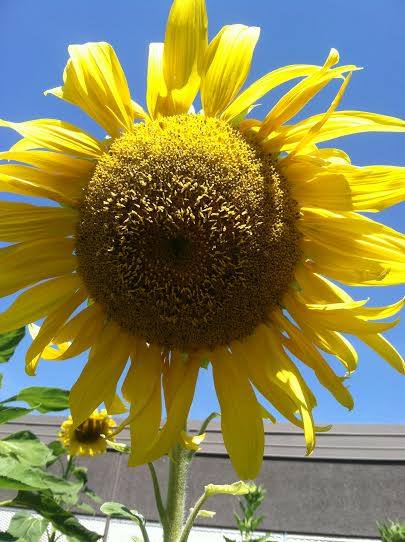 STEM garden sunflower