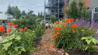 school garden with color orange flowers