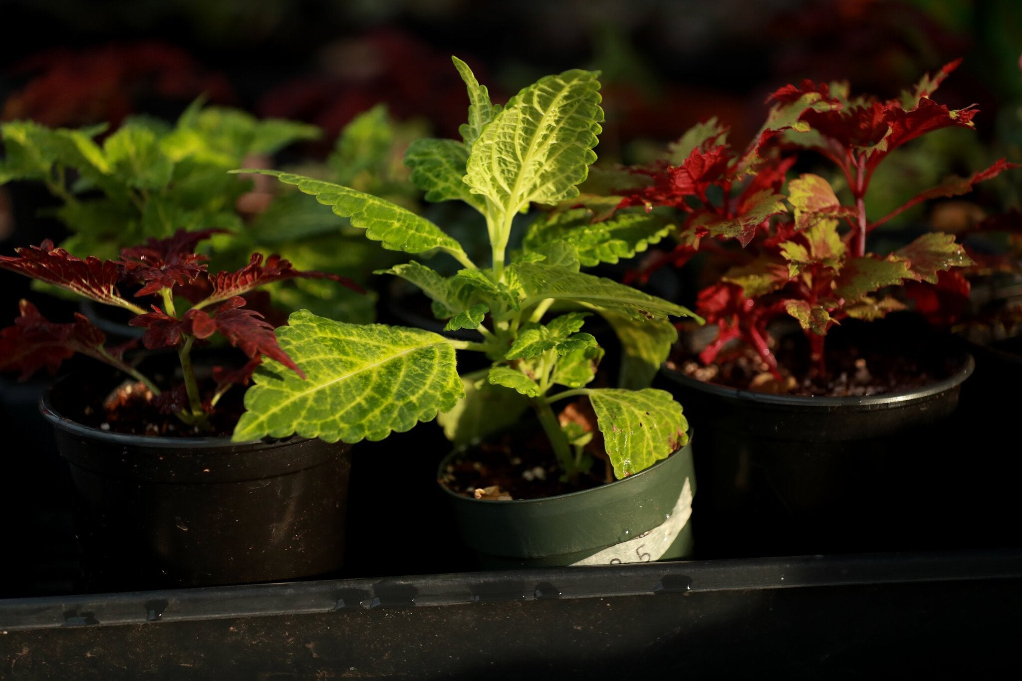 Ballard High School teacher India Carlson has cloned plants to give away to her students to help cultivate their interest in botany and environmental horticulture. “I look to hook people early on plants,” she says. (Erika Schultz / The Seattle Times)