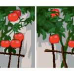 Tomato Plants Banner