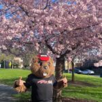 Bucky Beaver in front of Cherry Blooms Tree and Ballard HS.