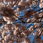 Cherry Blossoms Tree Banner